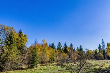 Ağaçlı ve ağaçlı güzel bir manzara.