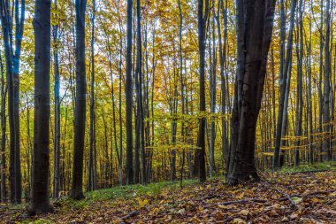 Renkli ağaçlar ve yapraklarla dolu sonbahar ormanı