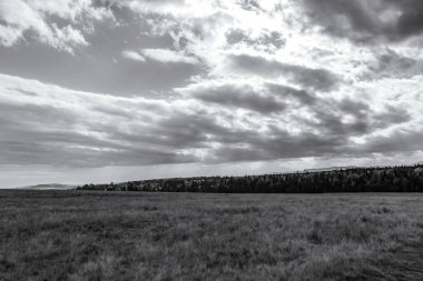 Landscapes, Forest, Carpathians, Photos of nature -Black and white photos, monochrome photos - Europe, Eastern Europe