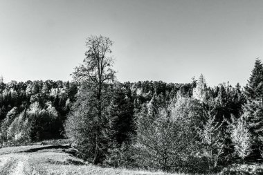 Ormanın güzel manzarası
