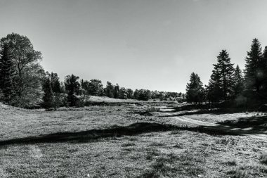 Ormanın siyah beyaz fotoğrafı.