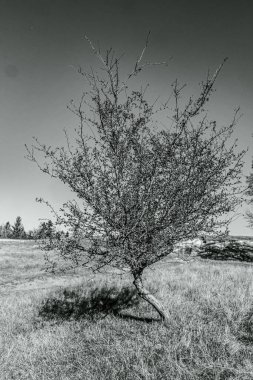 Ormandaki ağaçlarla siyah beyaz fotoğraf
