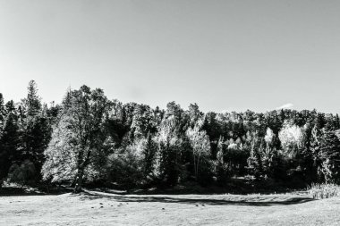 Güzel çam ormanının siyah beyaz fotoğrafı.