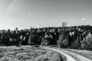 Yazın ormanın dağlarındaki yol.