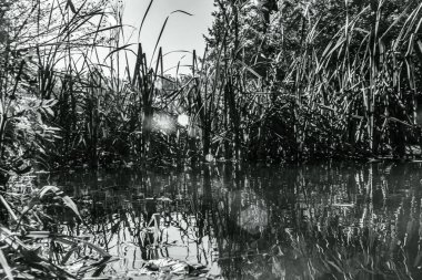 siyah ve beyaz doğa sahnesi, sazlıklar ve ağaçlar