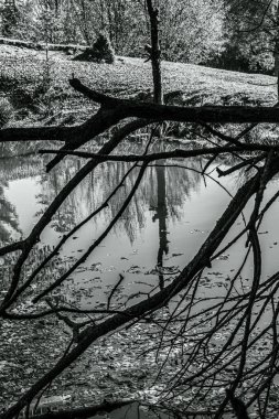 Göllü parktaki ağaçların dikey görüntüsü.