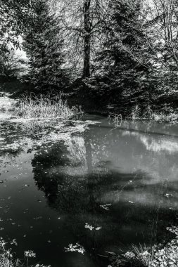 parkta bir gölet yansıması