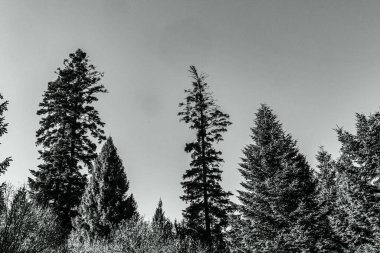 Sabahları çam ağacı ormanı