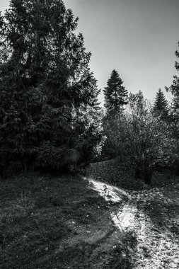 İspanya 'da kışın ağaçlarla çevrili bir yolun gri tonlu görüntüsü.