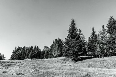 Karpatlar 'daki güzel dağ manzarası, Ukrayna