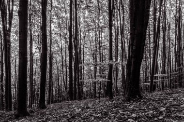 Orman zeminli bir ağacın siyah beyaz resmi