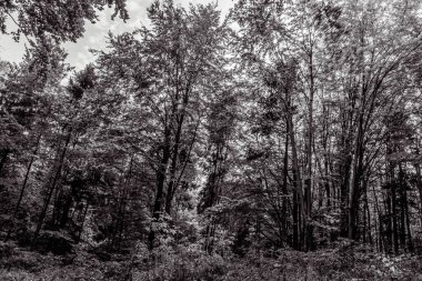 Çam ormanının bir sürü yapraklı siyah beyaz fotoğrafı.