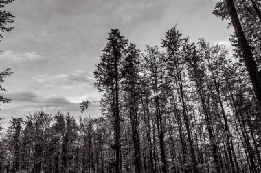 Karpat Dağları 'ndaki kara orman Sonbaharda