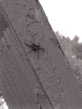 Ağ üzerinde siyah örümcek