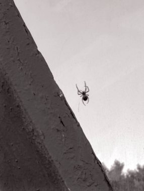 Bahçede bir örümcek