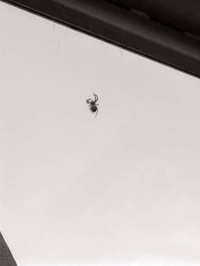 Güzel bir örümceğin siyah beyaz fotoğrafı