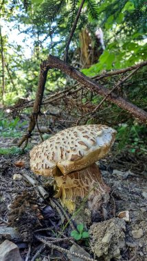 Ormanda mantar, bitki örtüsü ve yapraklar