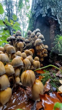 Yakın çekim - ormanda mantar çekim