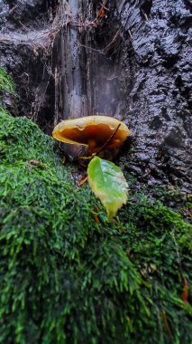 Ormanın güzel manzarası