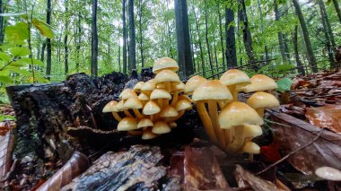 Bir sonbahar ormanında bir grup mantarın dikey çekimi.