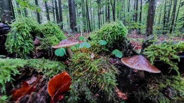 Ormandaki mantarlar, bitkiler ve yapraklar