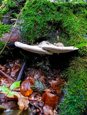 Sonbahar ormanında beyaz mantar