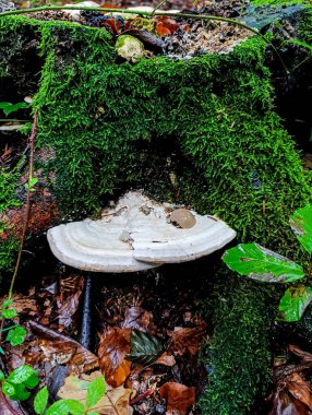 Ormanın güzel manzarası