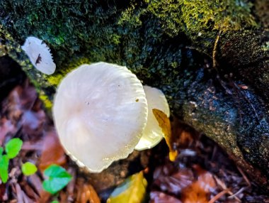 Ağaç gövdesindeki mantarın seçici odak noktası.