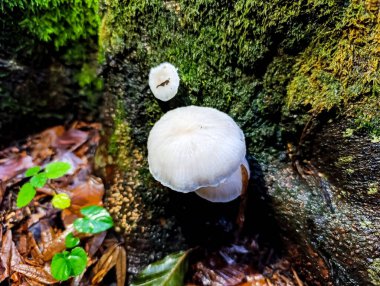 Ormandaki ağaç gövdesinde beyaz mantar