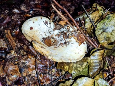 Sonbahar ormanlarındaki mantarlar, doğa ve botanik