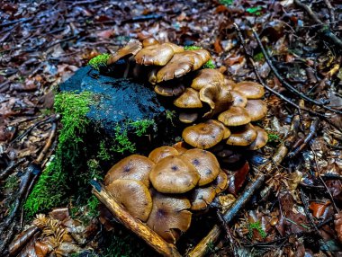 Vahşi mantarlar orman zemininde