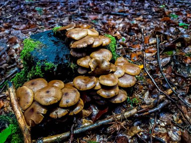 ormandaki yabani mantar