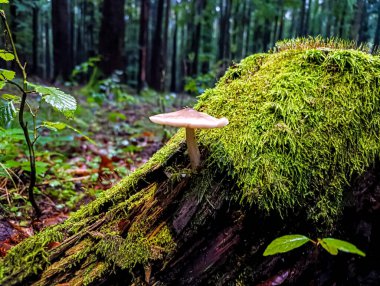 Ormandaki küçük bir mantarın dikey seçici odağı