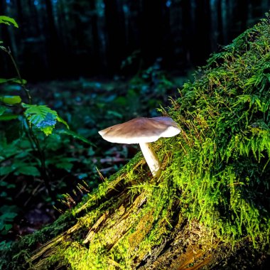 Ormanda akşam ışığında mantar