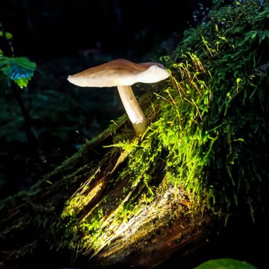 Ormandaki mantar. Kapatın.