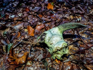 Ormandaki ölü bir ağacın yakın çekimi.