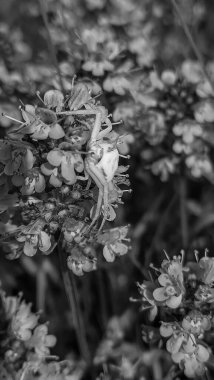 Beyaz, siyah ve beyaz çiçeklerin yakın plan çekimi.