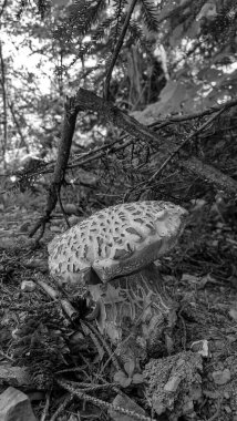 Ormanın arka planında bir mantarın siyah beyaz fotoğrafı