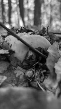 siyah ve beyaz sonbahar yaprakları, sonbahar mevsimi arka planı