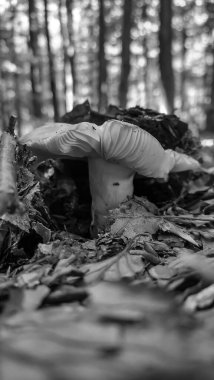 Ormanda beyaz mantarlar