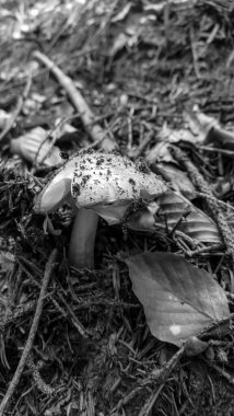 Bir mantarın siyah beyaz fotoğrafı