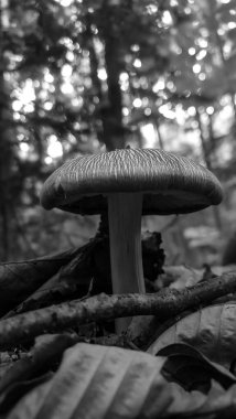 Ormanın arka planında mantar ve yapraklar