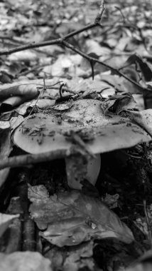 Ormandaki güzel beyaz bir mantarın yakın plan çekimi.