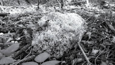 Ormanın güzel bir manzarası