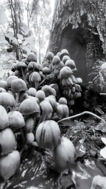 Ormandaki mantar, mantar ve mantar