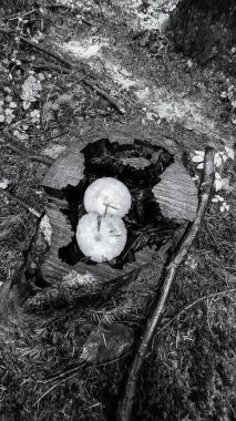 bir ağacın siyah beyaz fotoğrafı