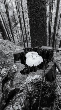 Orman arka planında şapkalı ve sırt çantalı bir gencin siyah beyaz fotoğrafı.