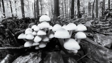 Ağaç üzerinde beyaz mantar