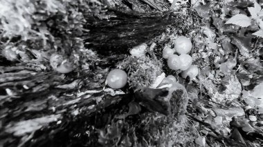 bir ağacın siyah beyaz fotoğrafı