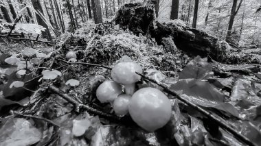 Doğanın güzel manzarası